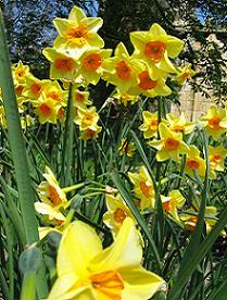daffodil garde