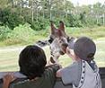 kids with giraffe