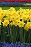 daffodil flowers